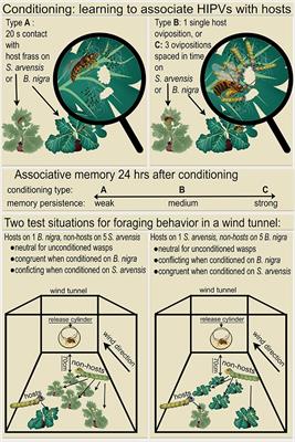 Costs of Persisting Unreliable Memory: Reduced Foraging Efficiency for Free-Flying Parasitic Wasps in a Wind Tunnel